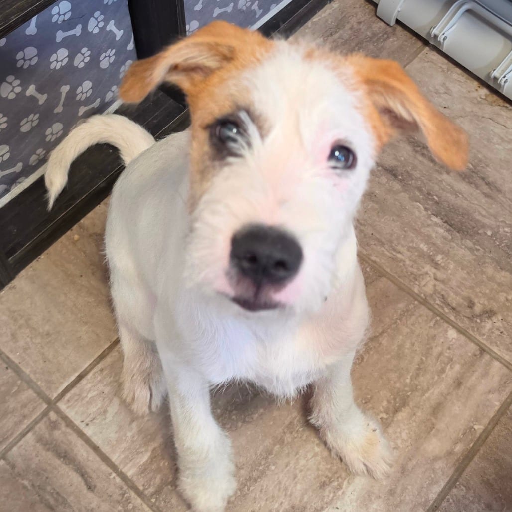 Photo of Braford, adoptable Mixed Breed (Large) in Grinnell, Iowa