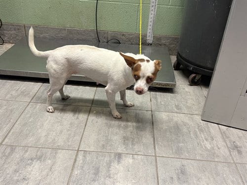 Photo of Lecha, adoptable Chihuahua in Grand Prairie, Texas