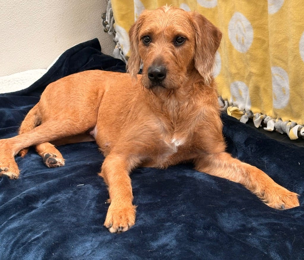 Photo of River, adoptable Hound in Findlay, Ohio