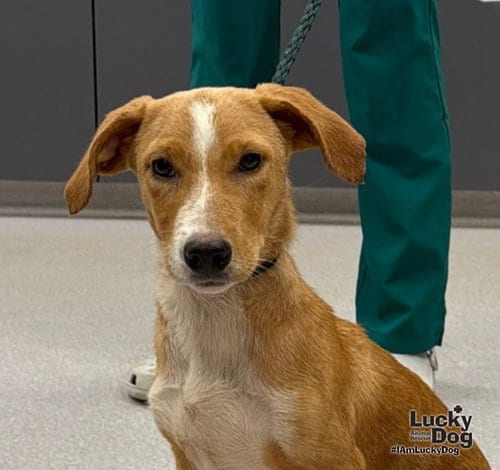 Photo of Delta, adoptable Labrador Retriever in Washington, District of Columbia