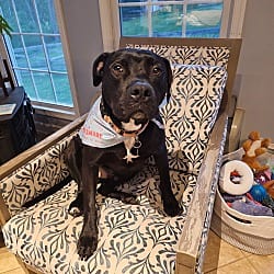 Photo of Mayor, adoptable American Pit Bull Terrier in Walkersville, Maryland