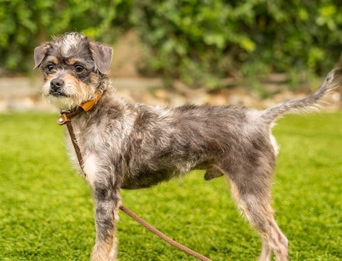 Photo of Buster, adoptable Rat Terrier in San Jose, California