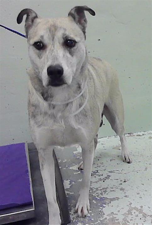Photo of Peaches, adoptable Staffordshire Bull Terrier in Houston, Texas