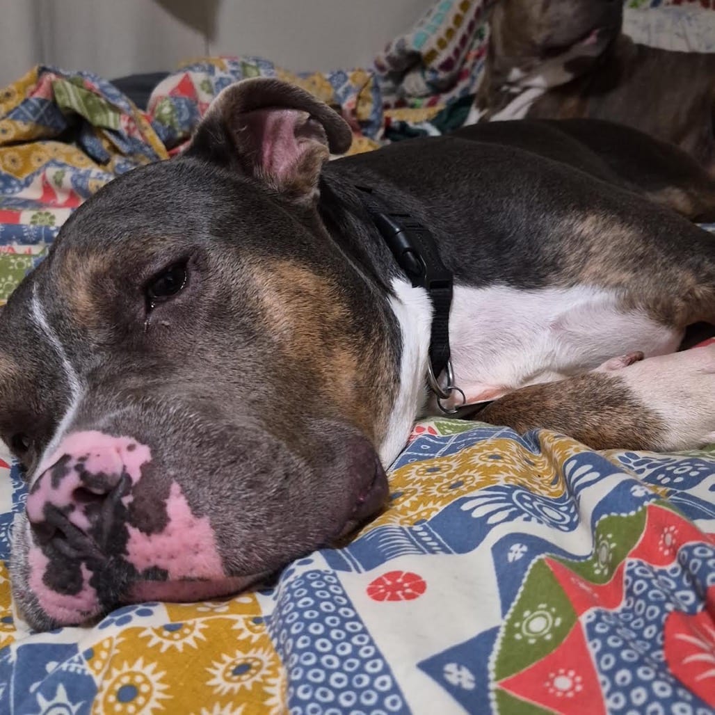 Photo of Bronco D12038, adoptable Terrier, American Pit Bull / Mix in Princeton area, Minnesota