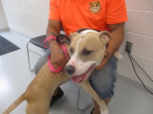 Photo of Gorda, adoptable American Pit Bull Terrier in Ocala, Florida