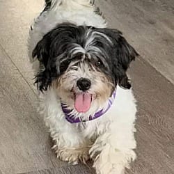 Photo of Tilly, adoptable Shih Tzu Bichon Frise in Lansdale, Pennsylvania
