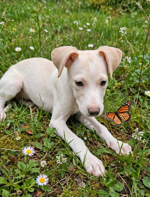 Photo of Amy (TX), adoptable Beagle in New York, New York