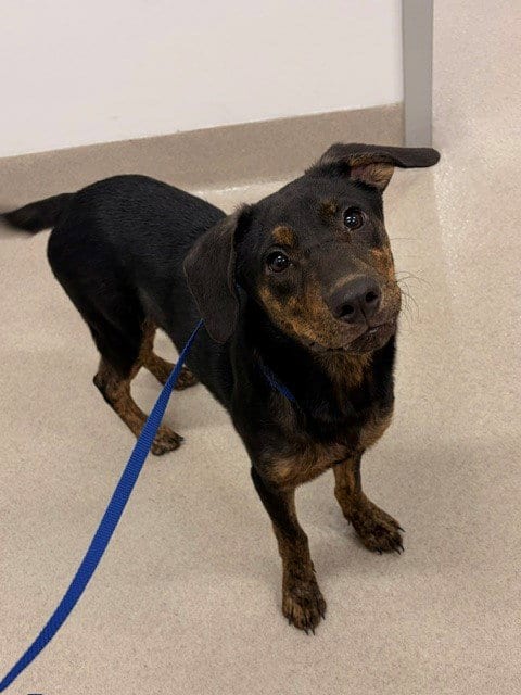 Photo of Joob Joob, adoptable Plott Hound in Baytown, Texas