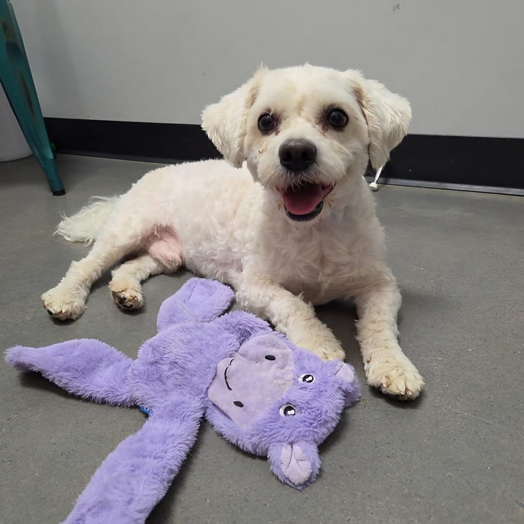 Photo of Norbert, adoptable Bichon Frise in Normal, Illinois
