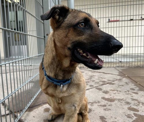 Photo of Wrangler, adoptable German Shepherd Dog in Martinez, California