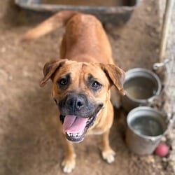 Photo of Crackle, adoptable Black Mouth Cur Boxer in Stephenville, Texas
