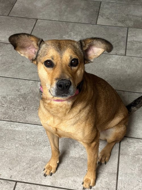 Photo of Nokia, adoptable Shepherd in Phoenix, Arizona