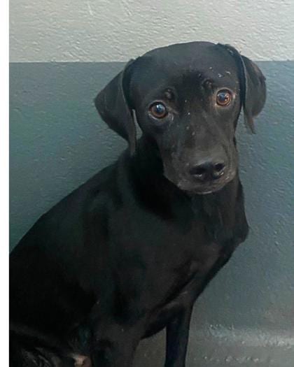 Photo of Lavender, adoptable Retriever in New Orleans, Louisiana