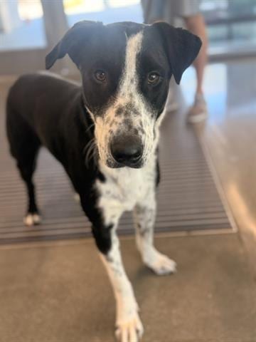 Photo of Dottie, adoptable Border Collie in San Martin, California
