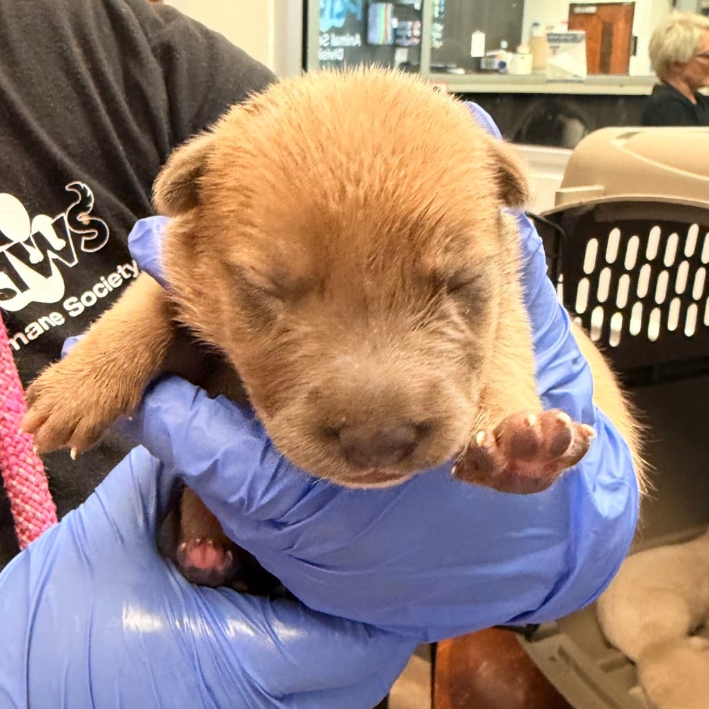 Photo of Ramune, adoptable Mixed Breed (Small) in Ohio, Ohio