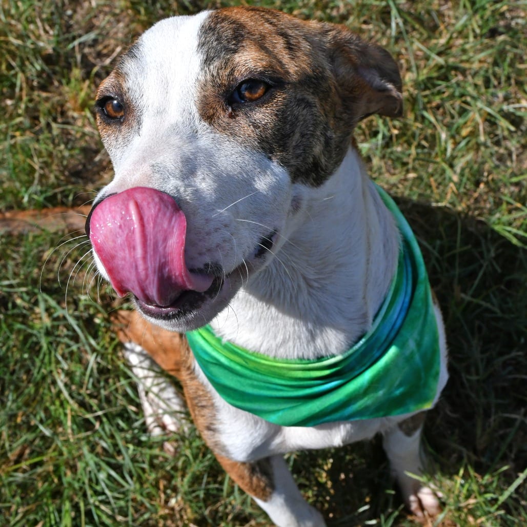 Photo of Hawkeye, adoptable Catahoula Leopard Dog in Beaumont, Texas