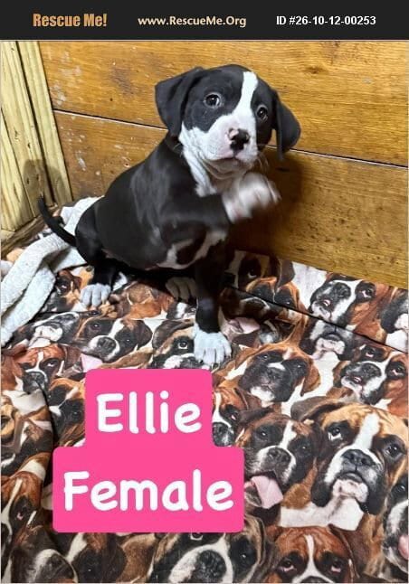 Photo of Ellie, adoptable American Pit Bull Terrier in Benton, Pennsylvania