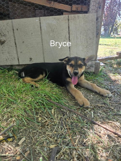 Photo of Bryce, adoptable German Shepherd Dog in MIDWAY, Utah