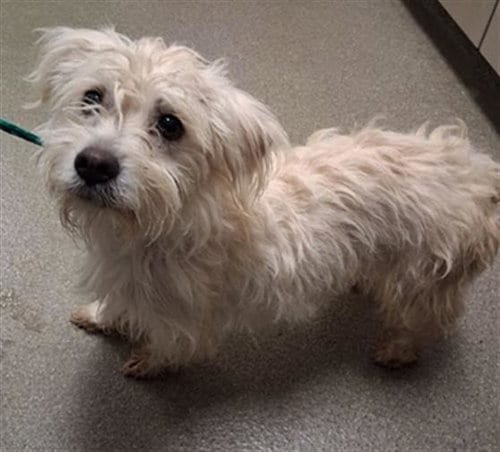 Photo of Betty, adoptable Terrier in Las Vegas, Nevada