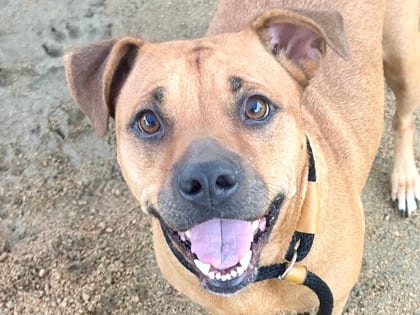 Photo of Glitter, adoptable dog in Georgetown, Texas