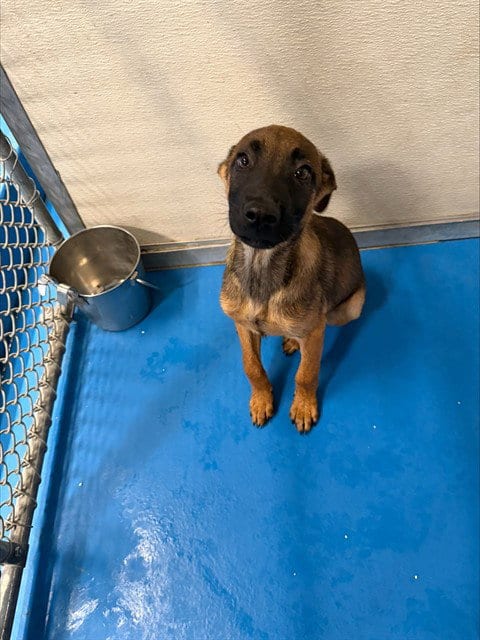 Photo of A171277, adoptable German Shepherd Dog in Bakersfield, California