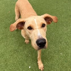 Photo of Lady 8478, adoptable Great Dane Labrador Retriever in Loxahatchee, Florida
