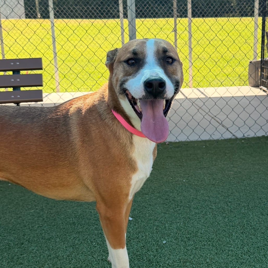 Photo of Bean, adoptable Mixed Breed (Medium) in Jacksonville, North Carolina