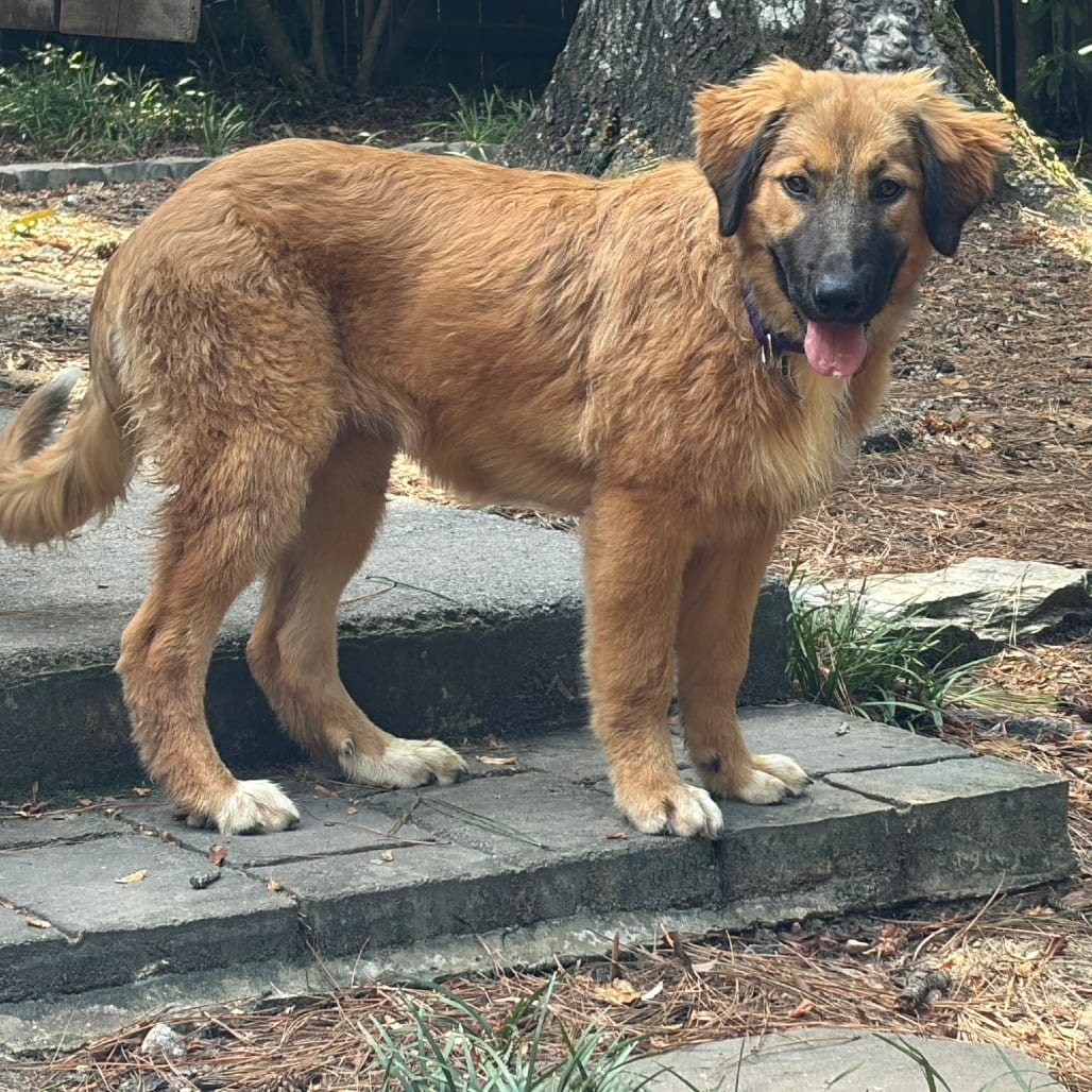 Photo of Fiona, adoptable Shepherd, Anatolian in Raleigh area, North Carolina