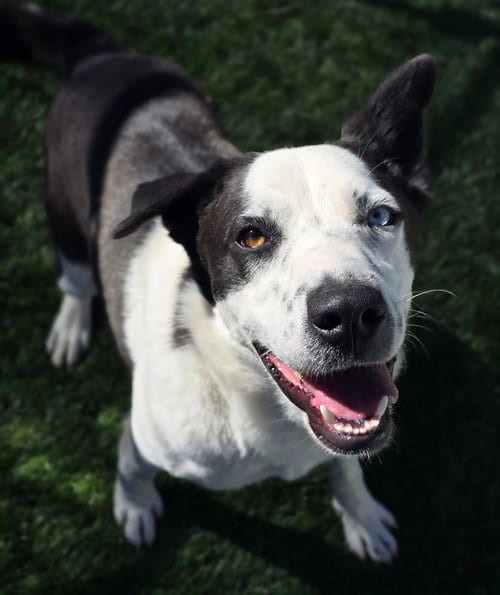 Photo of Neymar, adoptable Husky in Sedalia, Colorado