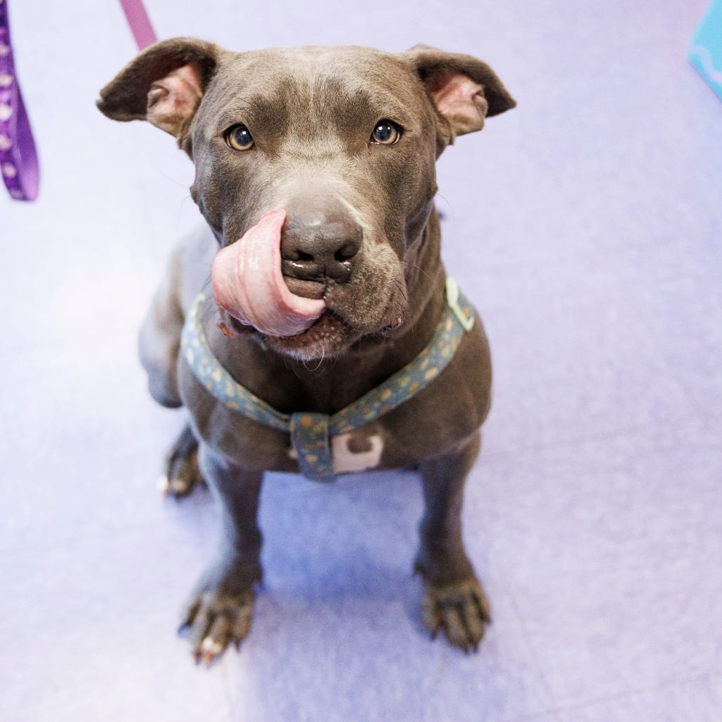 Photo of Remy, adoptable Mixed Breed (Large) in Gainesville, Florida