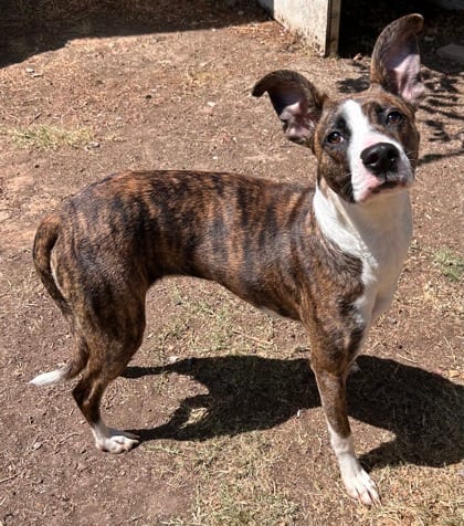 Photo of Belle, adoptable Terrier, American Staffordshire/Mix in The Colony, Texas