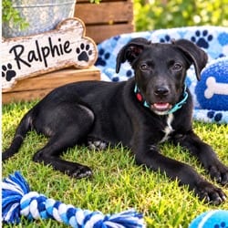 Photo of Ralphy, adoptable Labrador Retriever in Albany, New York