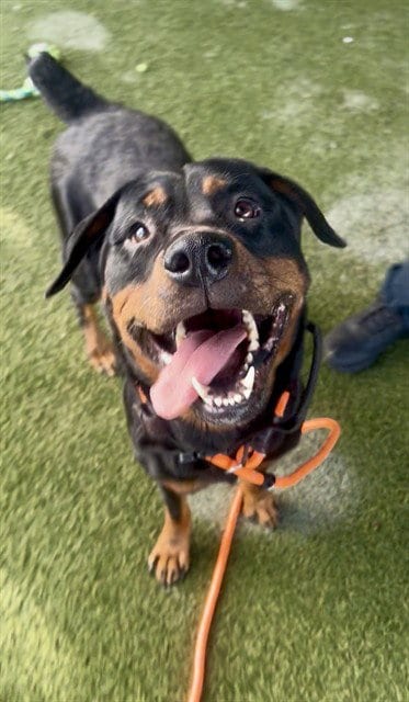 Photo of Empress, adoptable Rottweiler in Miami, Florida