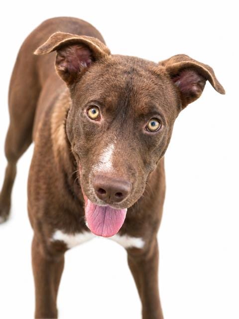 Photo of Fireball, adoptable American Pit Bull Terrier in Pearland, Texas
