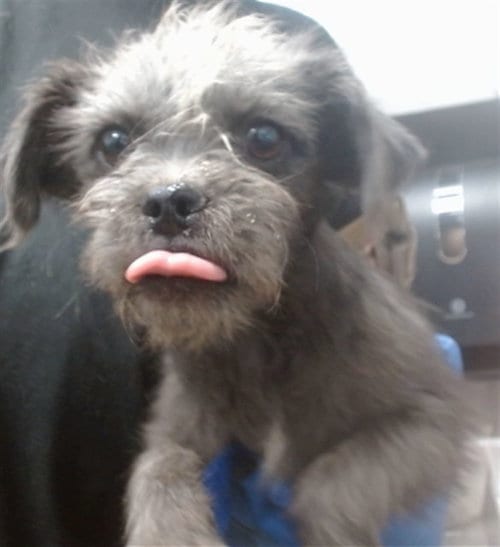 Photo of Fifi, adoptable Chihuahua in San Bernardino, California