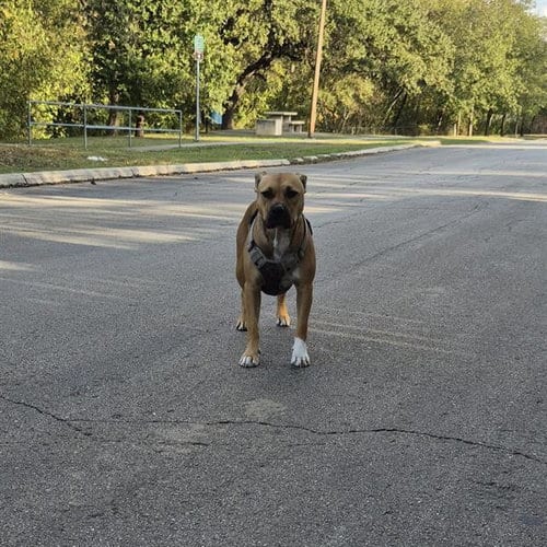 Photo of Penelope, adoptable American Staffordshire Terrier in San Antonio, Texas