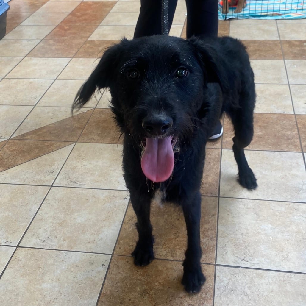 Photo of Oliver, adoptable Poodle, Standard / Mixed Breed (Medium) in Columbus, Georgia