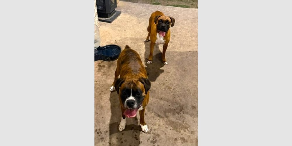 Photo of Major II, adoptable Boxer in Austin, Texas