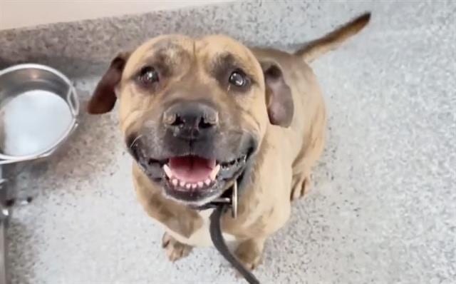 Photo of Hank, adoptable Mastiff in Houston, Texas
