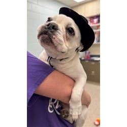 Photo of French Fry, adoptable French Bulldog in Brighton, Colorado