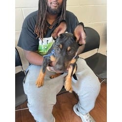 Photo of Roxxy, adoptable Mixed Breed (Medium) in Baton Rouge, Louisiana