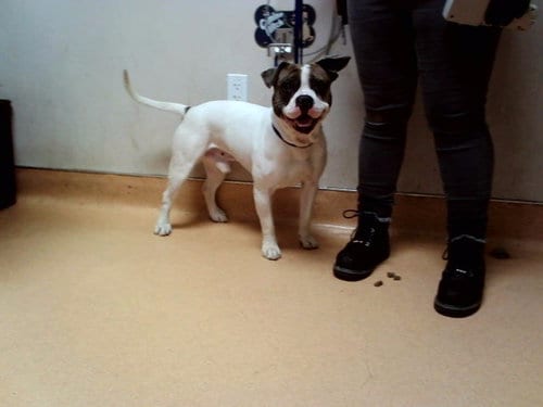 Photo of Maxx, adoptable Pit Bull Terrier in Martinez, California