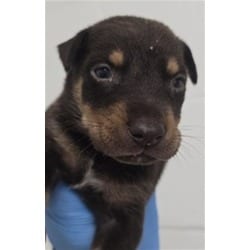Photo of Aaron, adoptable German Shepherd Dog in San Bernardino, California