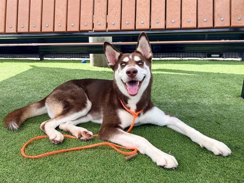 Photo of Haystack, adoptable Siberian Husky in Orange, California