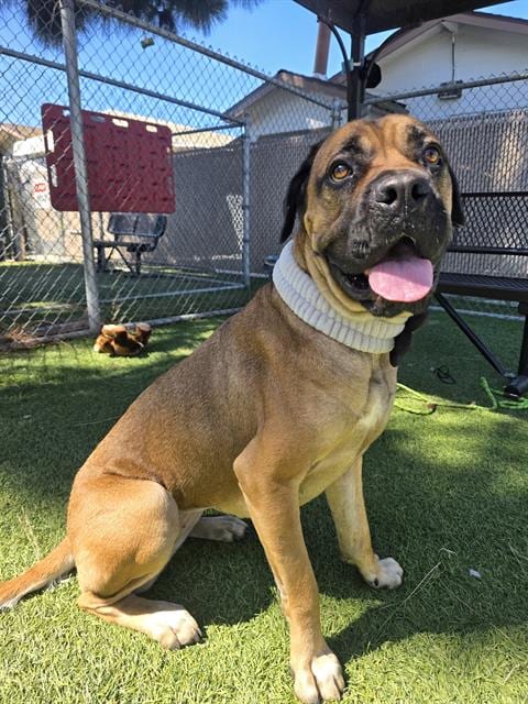 Photo of Nala, adoptable Mastiff in Downey, California
