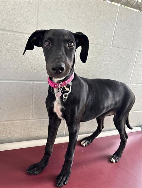 Photo of Bessie, adoptable Labrador Retriever in Rosenberg, Texas