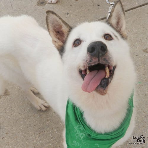 Photo of Nieves, adoptable Husky in Washington, District of Columbia