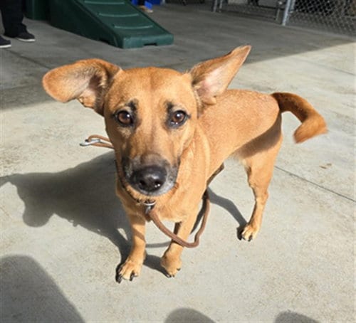 Photo of Becca, adoptable German Shepherd Dog in Palmetto, Florida