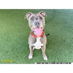 Photo of Loni, adoptable Mixed Breed (Medium) in West Palm Beach, Florida
