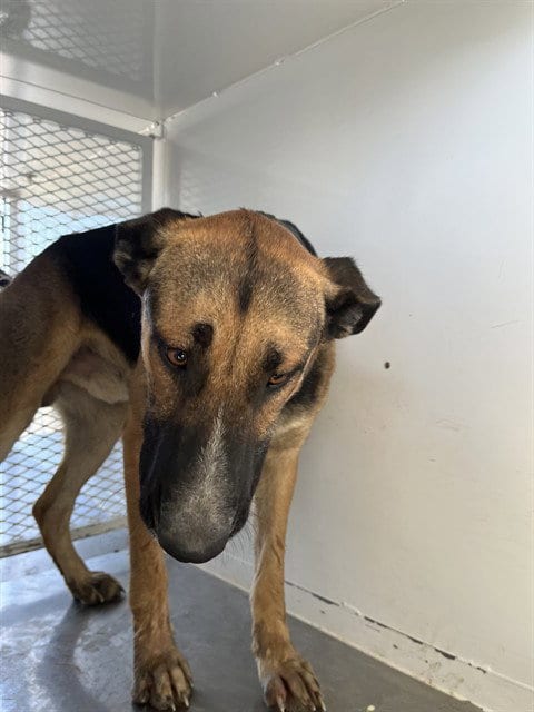 Photo of Donner, adoptable German Shepherd Dog in Bakersfield, California